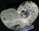 Polished Anapuzosia Ammonite Fossils #25206-3